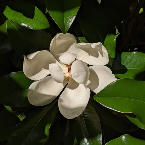 🦢🦢Live Posh Show Alert Listing🦢🦢 - Picture 3 of 4